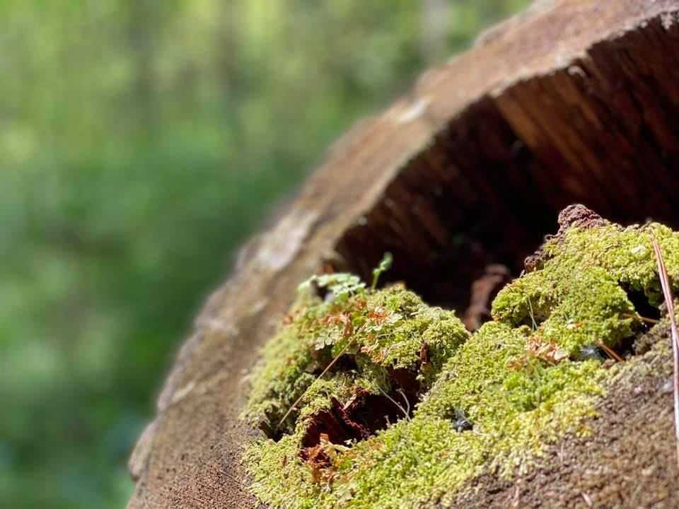 Moss growing from a tree stump