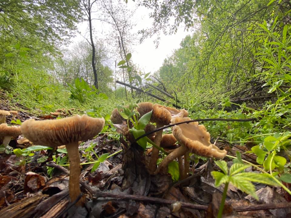 Mushrooms in the wood