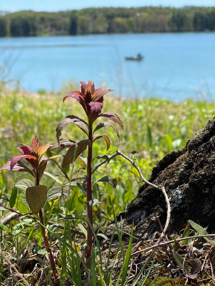 Plant life by the lake