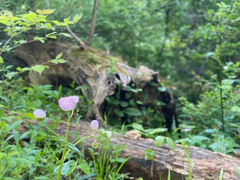 Purple flowers among fallen trees