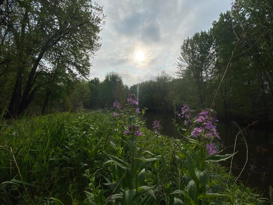 Purple flowers in spring