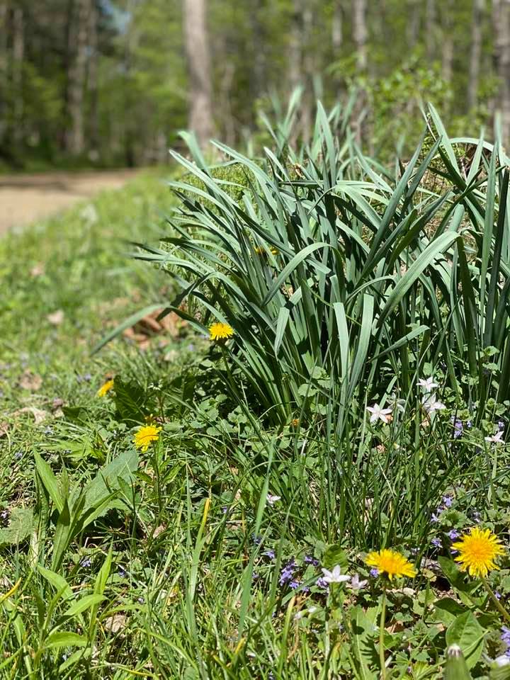 Spring growth