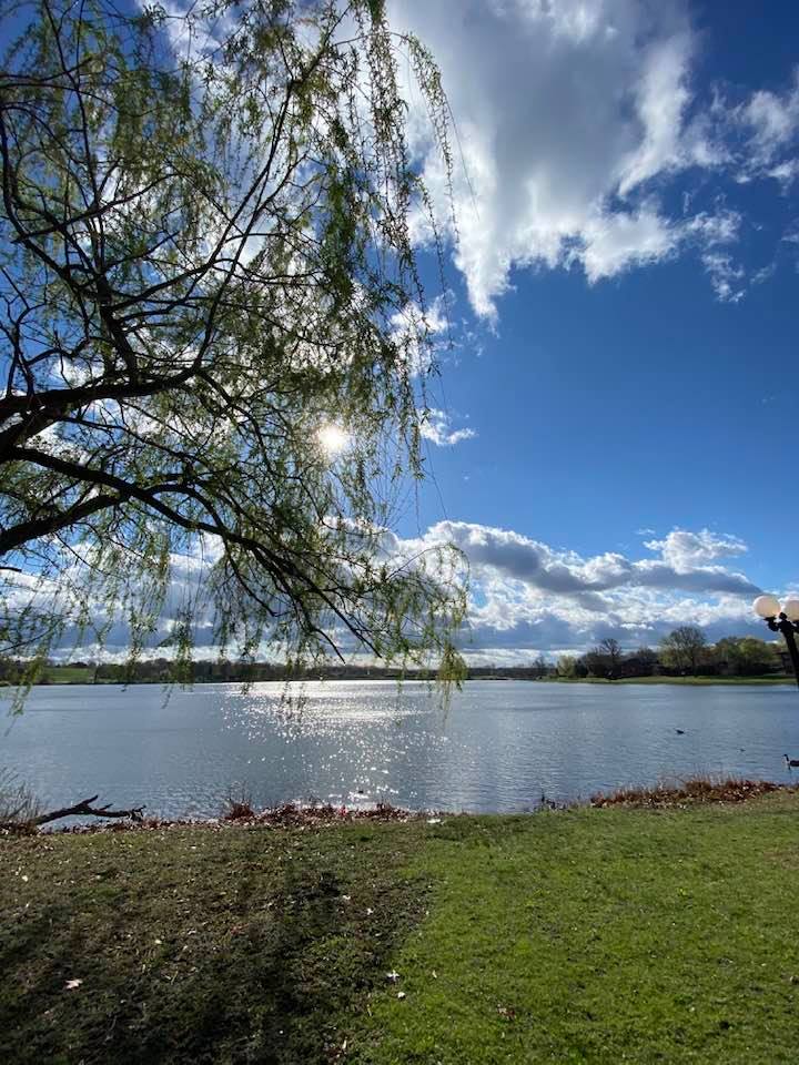 Sun shining out through branches