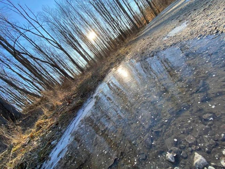 Sun shining through trees onto a frozen puddle