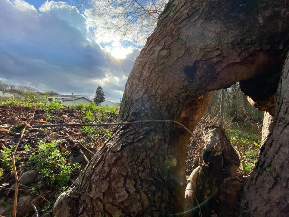 Tree contrasting against the sky