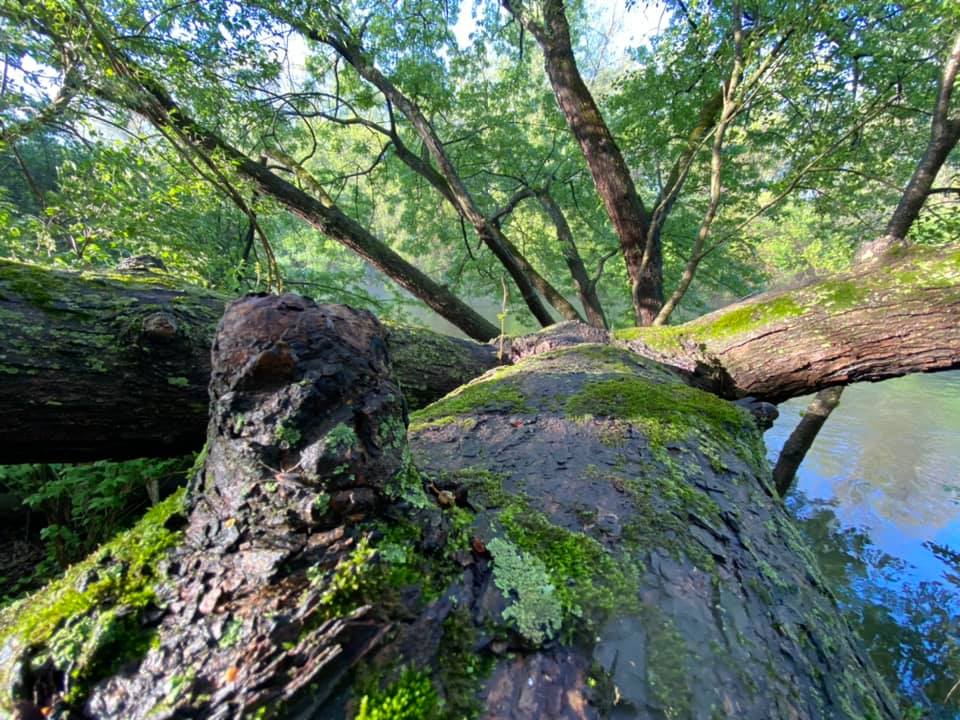 Tree fallen out onto the river