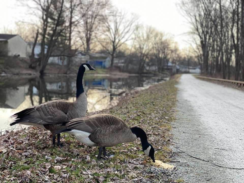 Two Canada geese by the canal eating seed