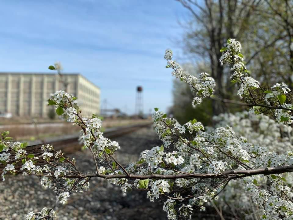 White blossom in close up