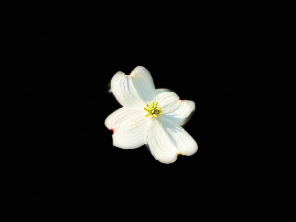 White flower close up with black background