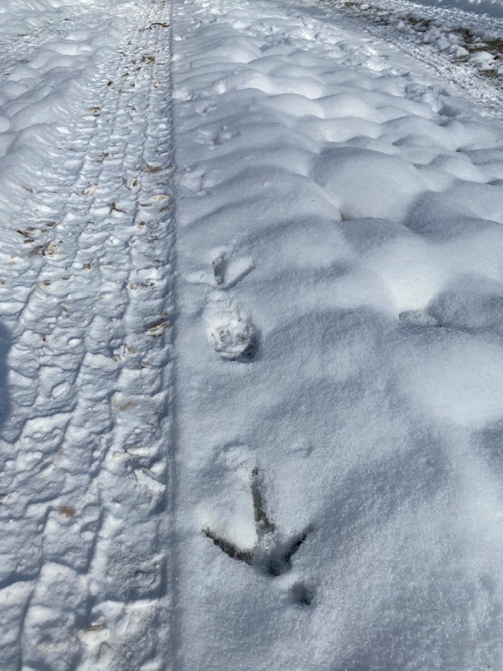 Animal, bird and tyre tracks in the snow