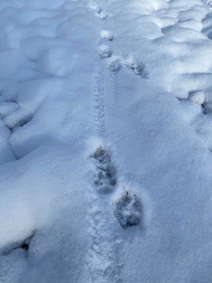 Animal tracks in the snow