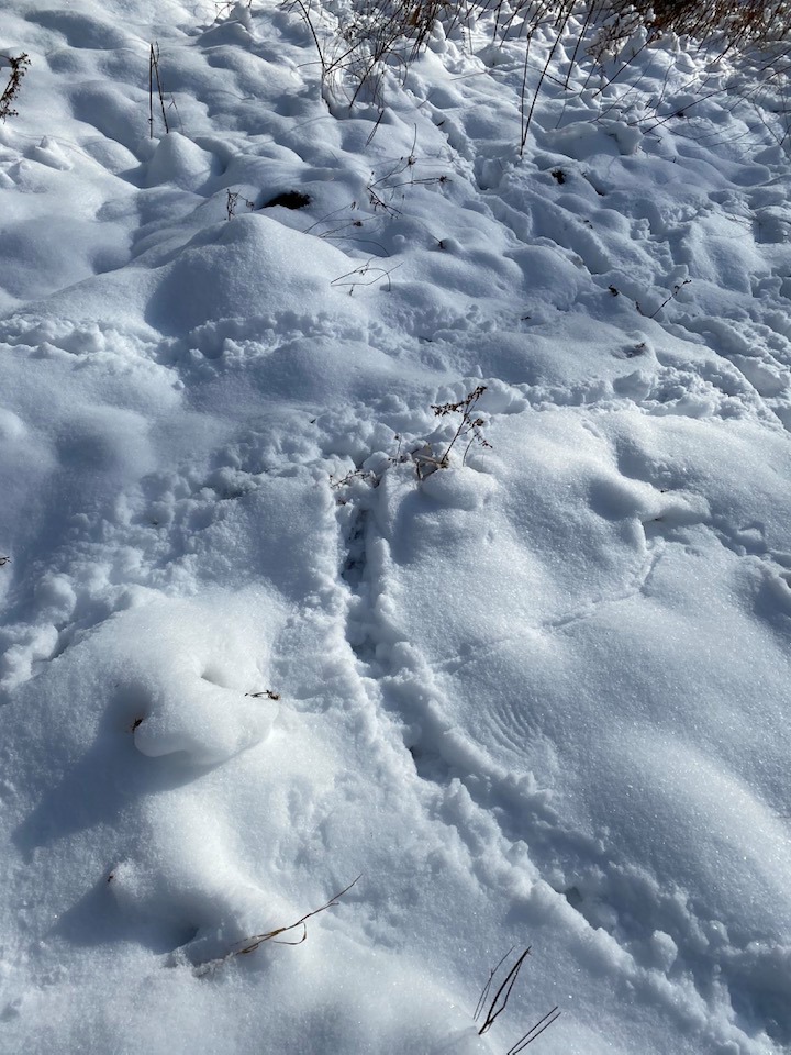 Tracks in the snow