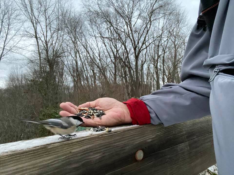 Bird eating seed from the hand