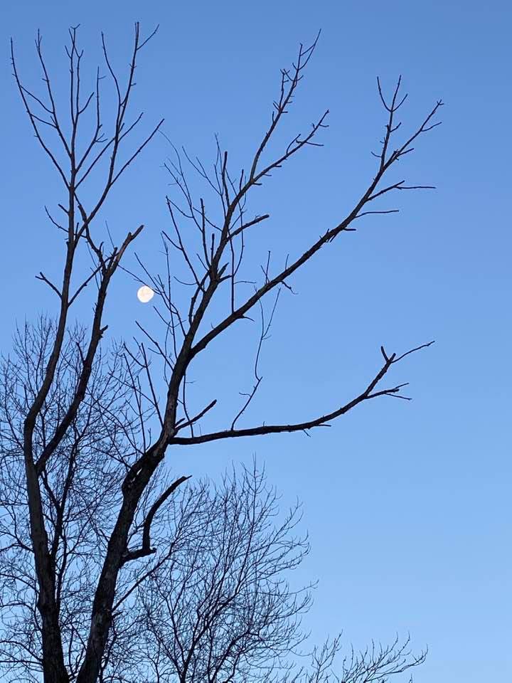 Early morning moon behind a tree