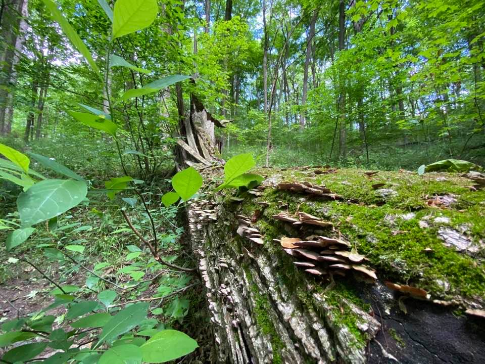 Fungus on log in woodland