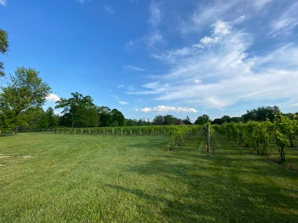 Large open area of grass