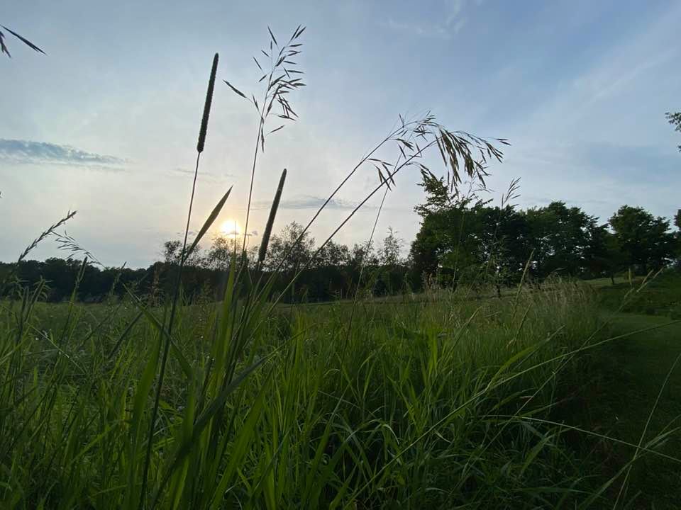 Summer sunset view across field through the grass