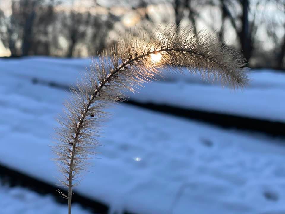 Sunrise behind a plant on towpath