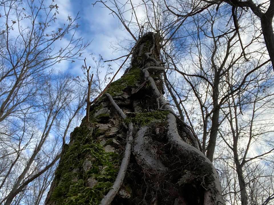 Twisting vines up a tree