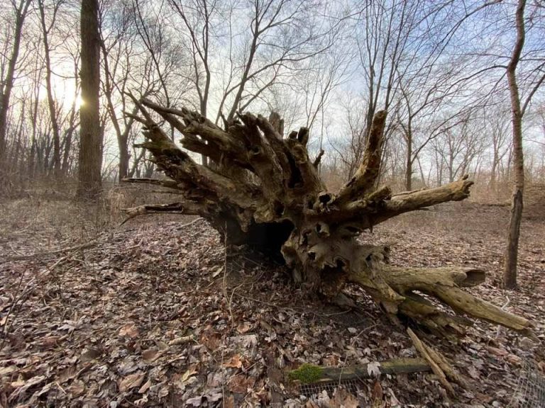 Deadwood in the morning sun