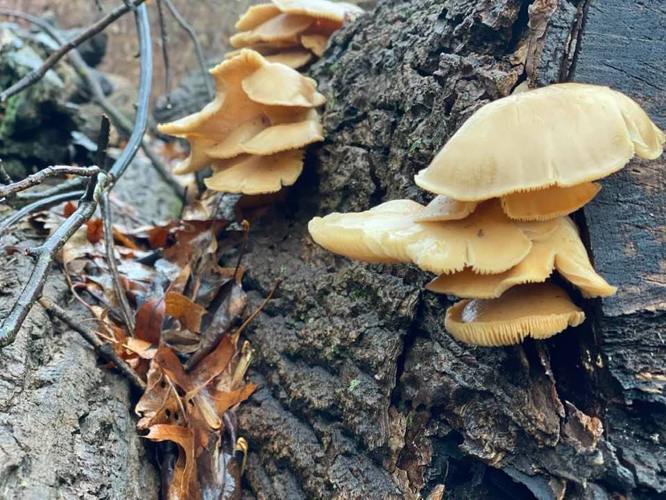 Fungus on the side of a tree