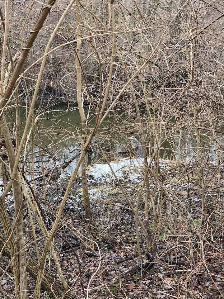 Heron at the water's edge