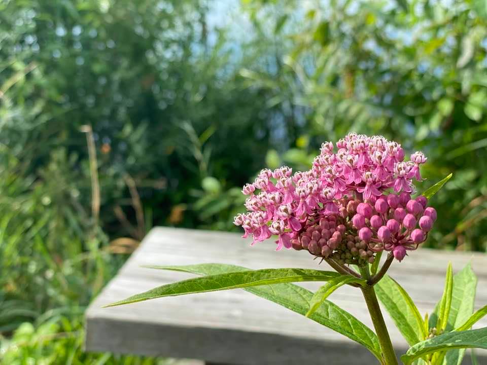 Pink summer flowers