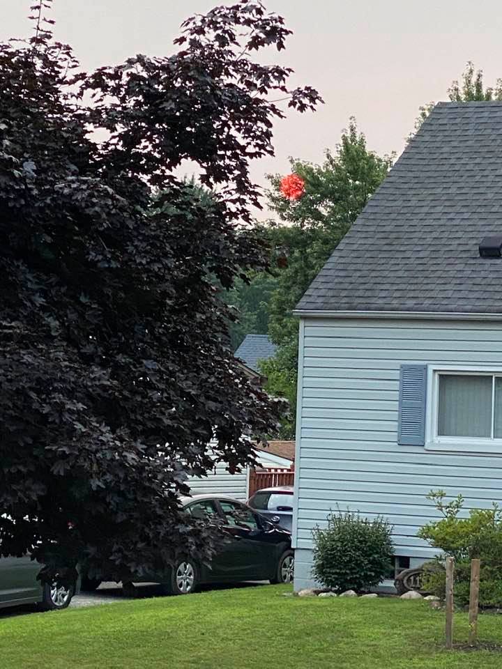 Red sunset behind the trees