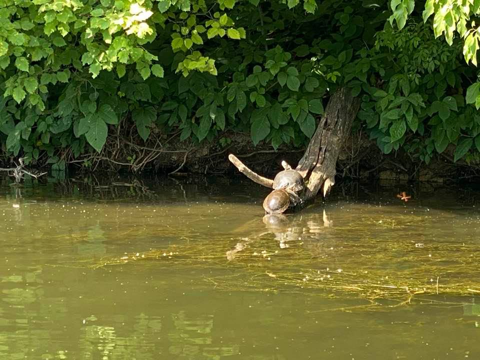 turtles leaving the water by a log