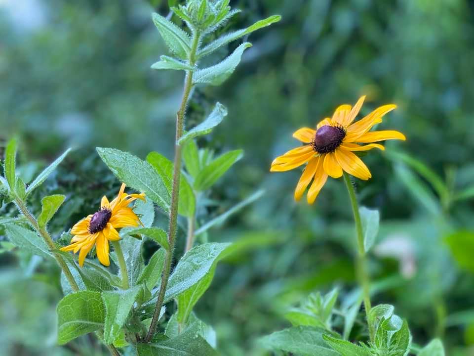 Rudbeckia, yellow summer flower