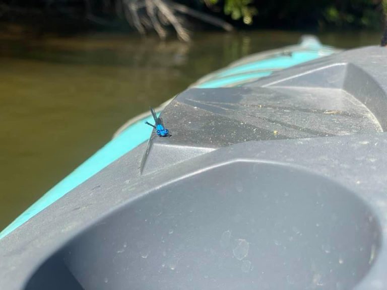 Blue damsel fly on back of a boat