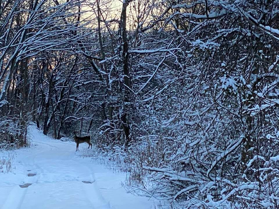 Deer on the snowy trail