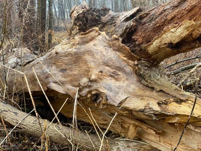 Fallen tree with bark missing ready to be carved