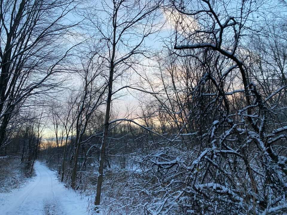 Snowy trees