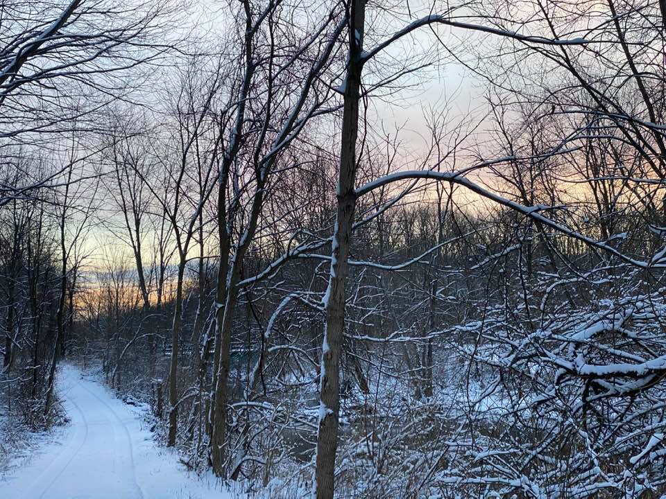 Snowy trees and a sunrise