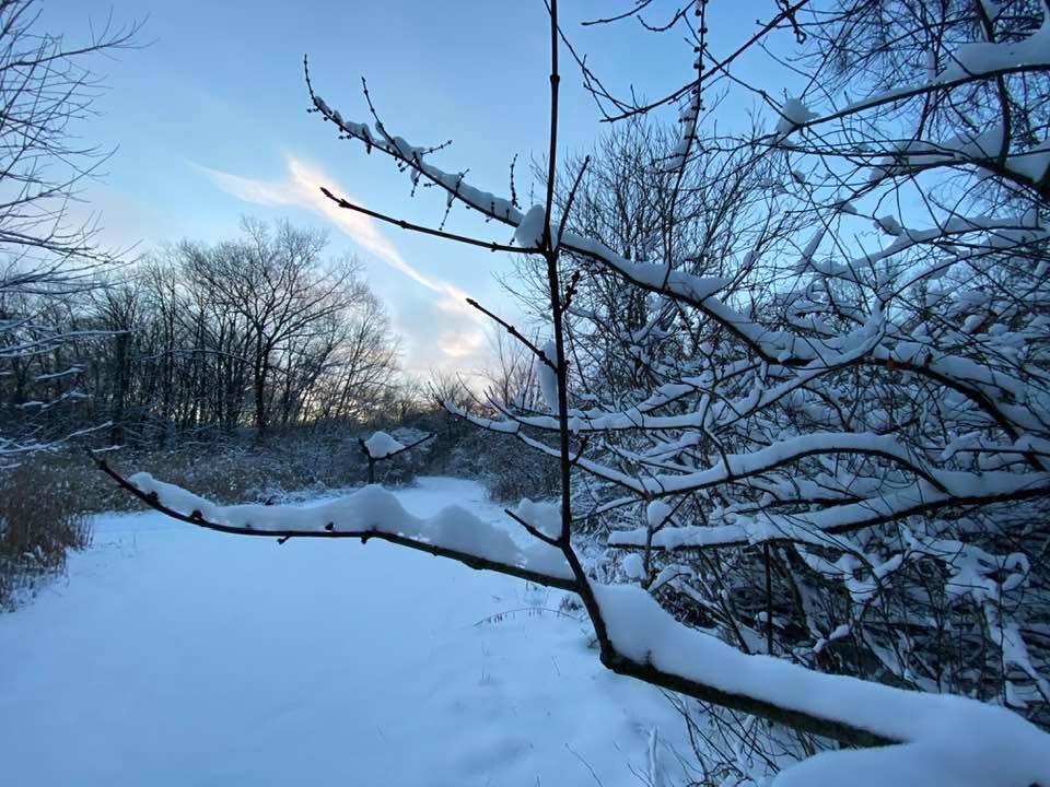 Looking through branches of snow at a blue sky