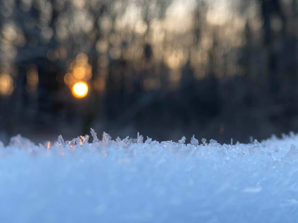 Sun through trees from a close up of the snow