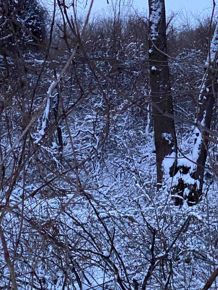 Snow on branches