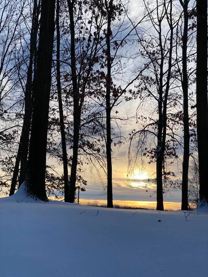 Sunrise through trees onto snow