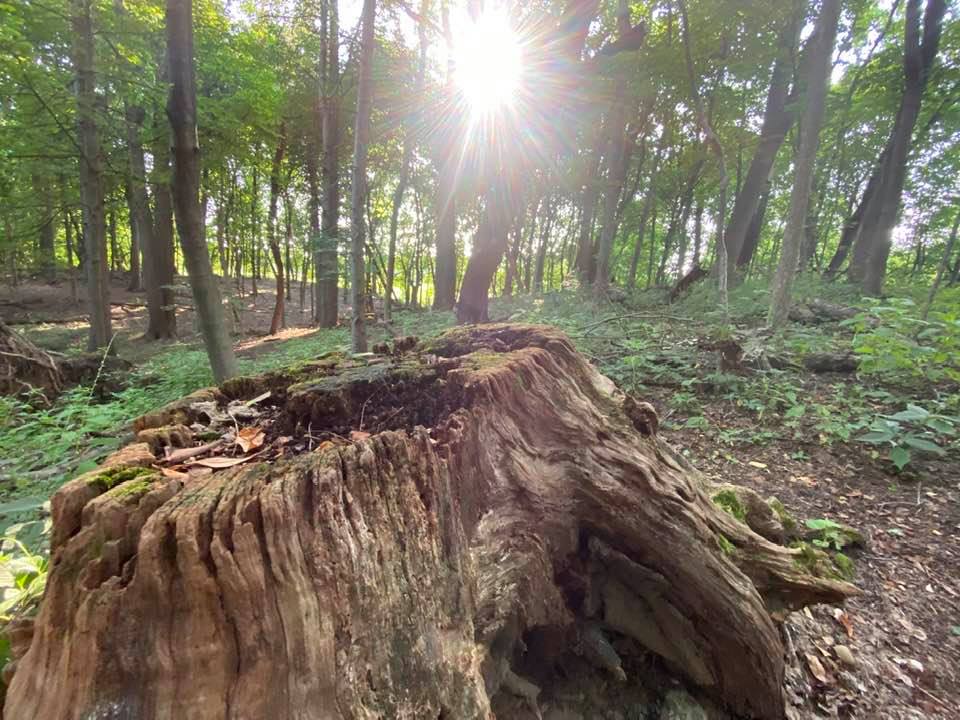 Tree stump with sun shining through the trees