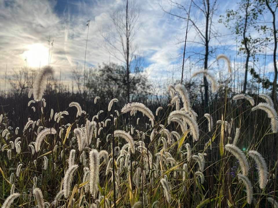 Grass seed heads in the sunlight