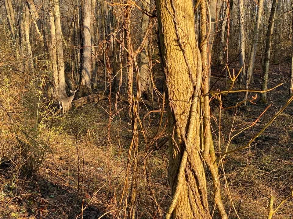 Morning light in woodland