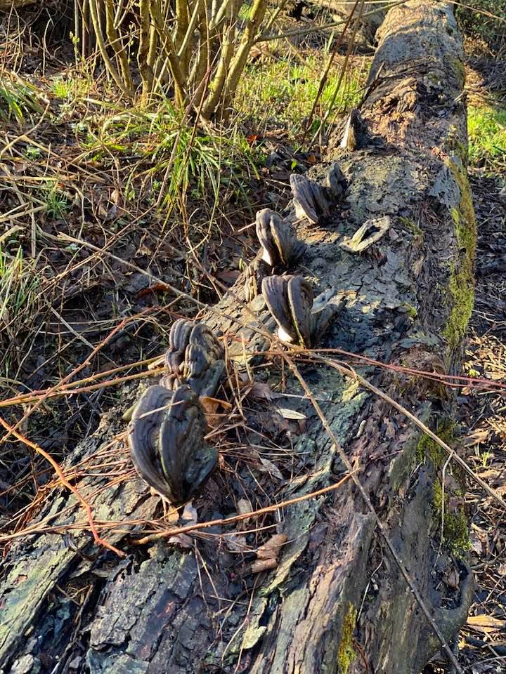 Fungus on a fallen tree