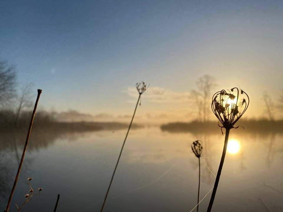 silhouette of grasses in foreground with lake and sunrise behind