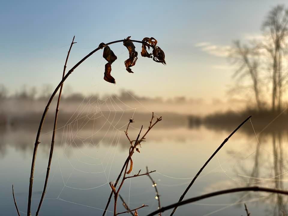 Grass silhouette in foreground and lake behind