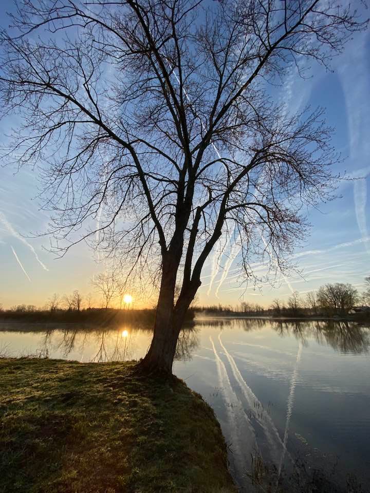 Tree silhouette against the sunrise across the lake