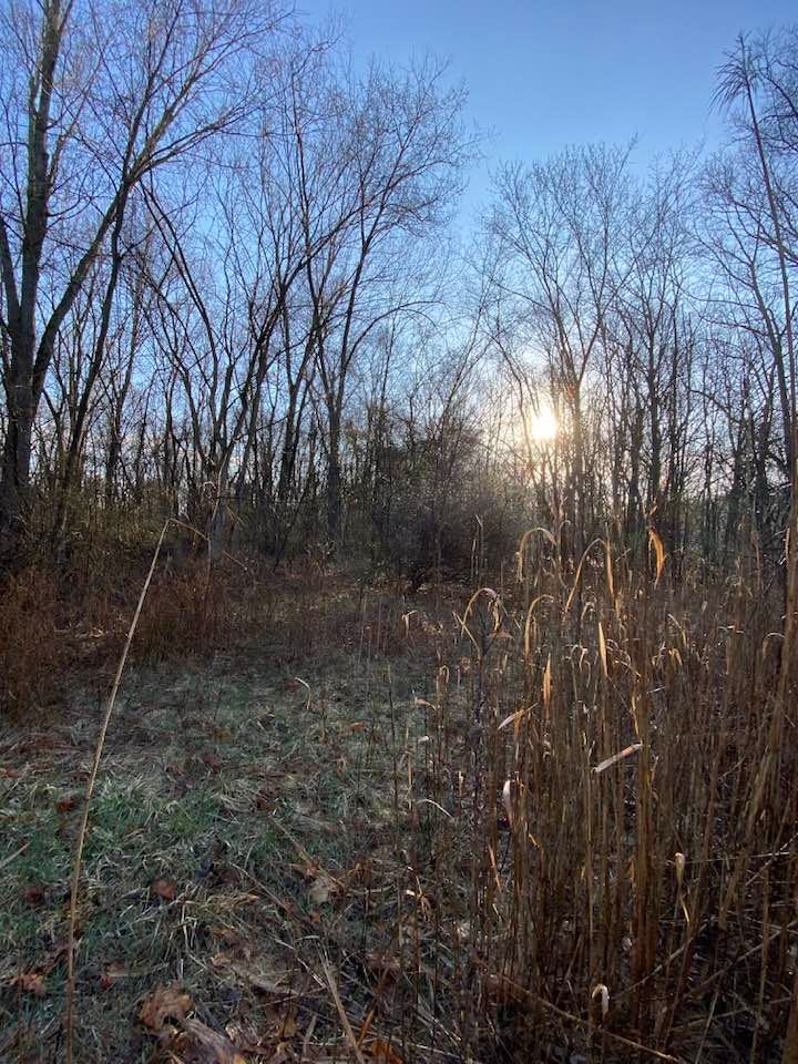 Sun shining through trees