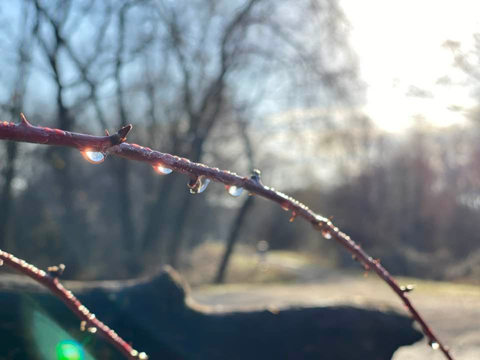 Sun shining in dew drops