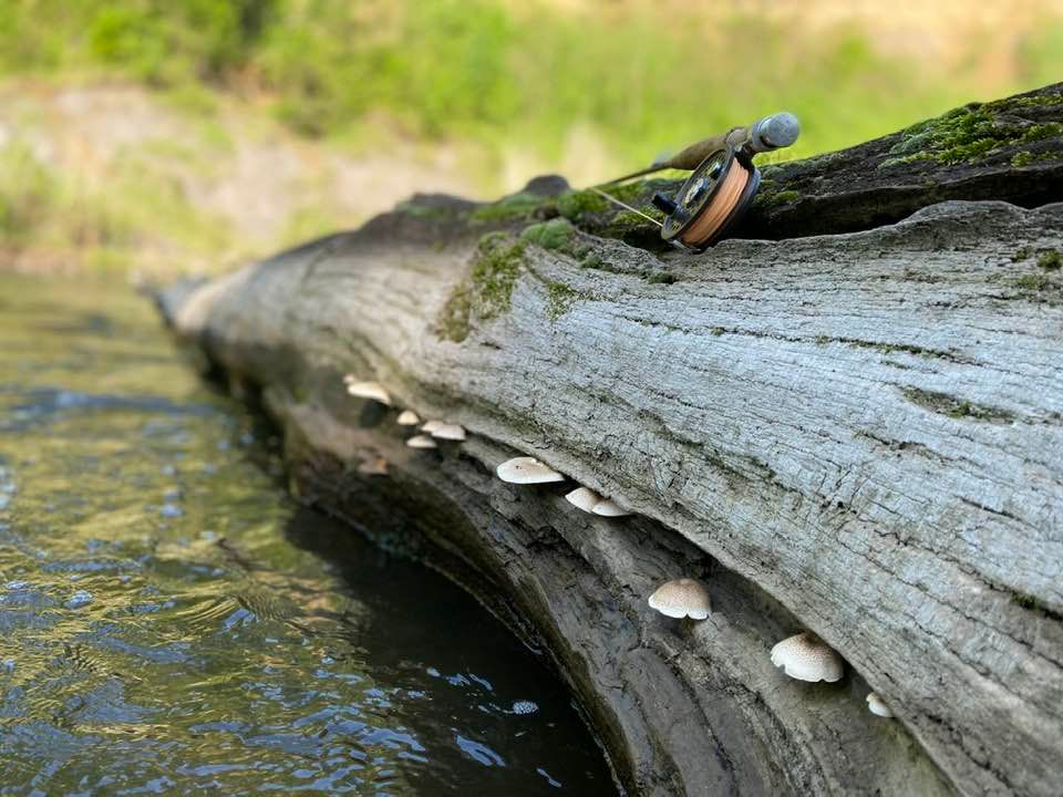 Fishing rod no top of fallen log lying in river with fungus along trunk