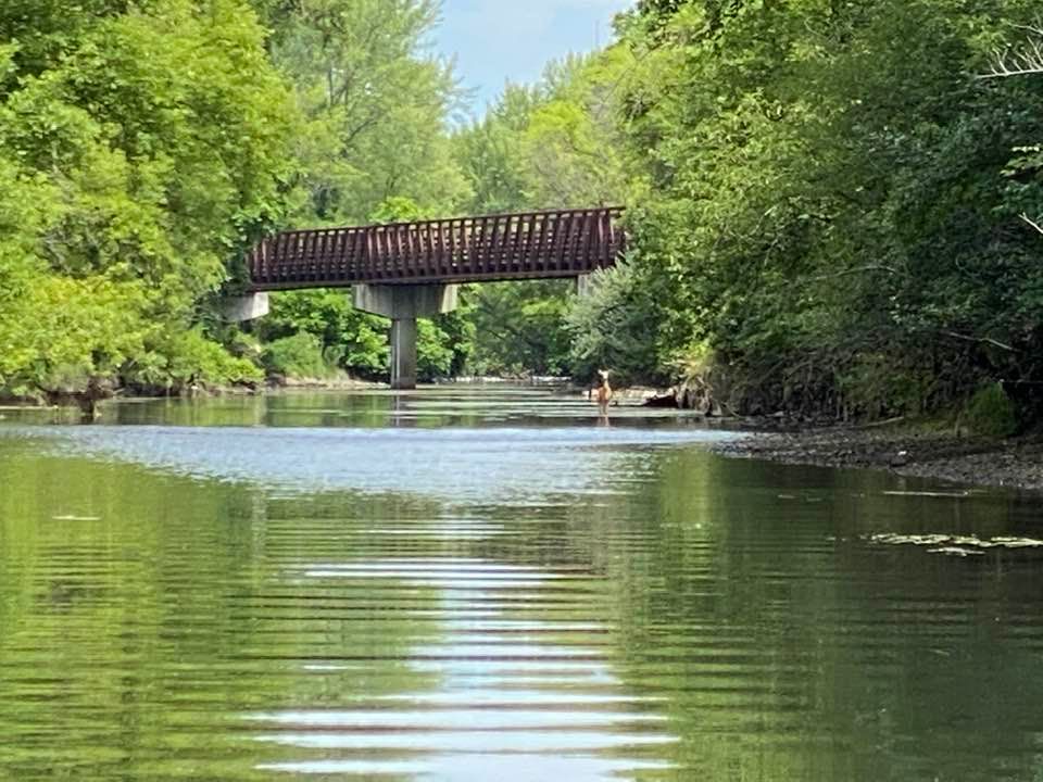 Deer in the river